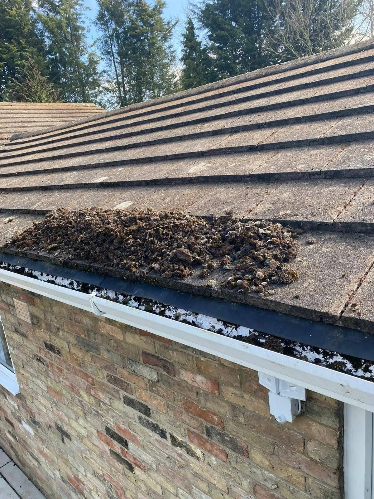 Moss and debris build-up on a tiled roof at the gutter edge